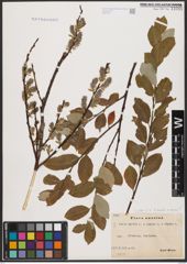 Foto von Salix aurita L. x Salix repens L.